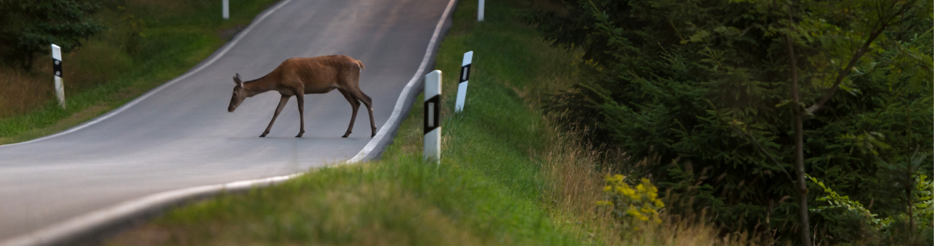 Wildlife Collision Prevention | SDG Counties